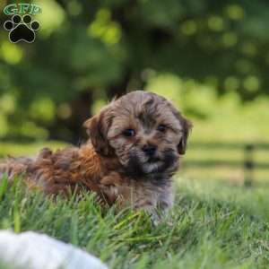 Teddy, Yorkie Poo Puppy
